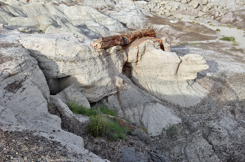 petrified logs in the hills at Blue Mesa Overlook